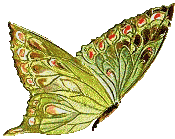 trop beau le papillon